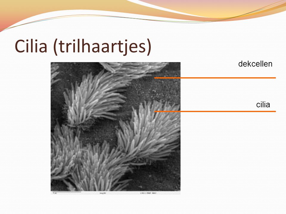 Cilia (trilhaartjes) dekcellen cilia