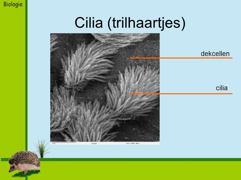 Cilia (trilhaartjes) dekcellen cilia
