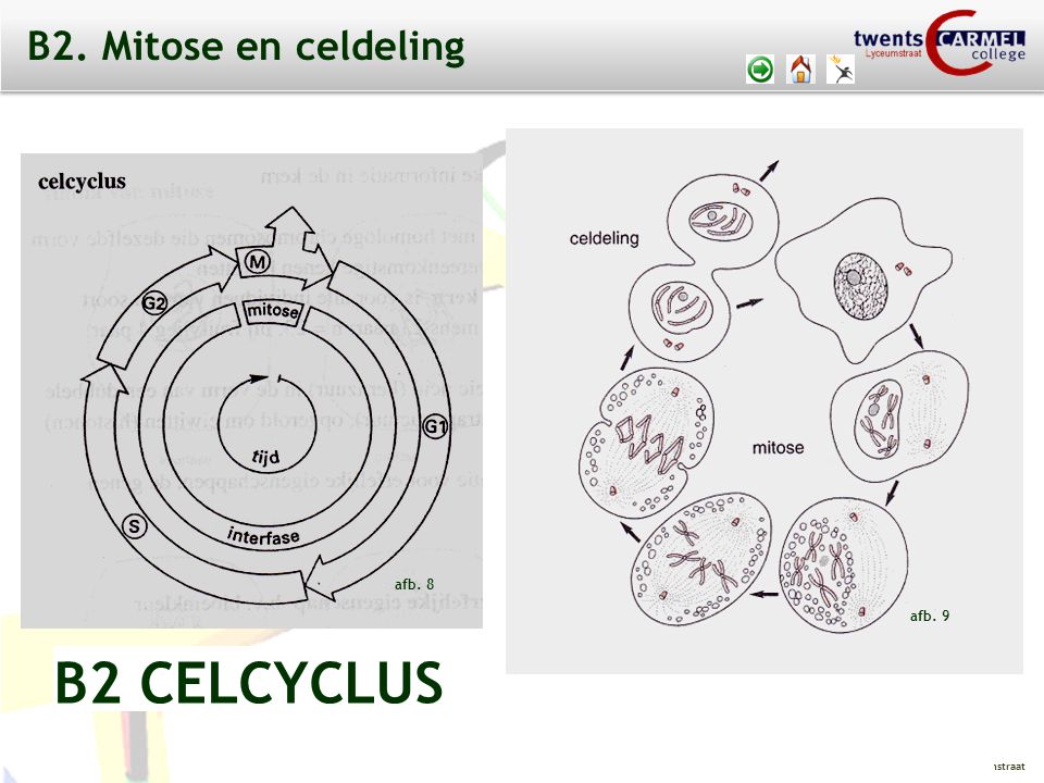 B2. Mitose en celdeling afb. 8 afb. 9 B2 CELCYCLUS