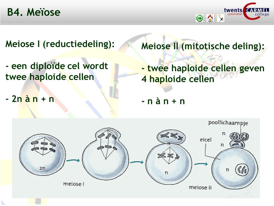 B4. Meïose Meiose I (reductiedeling): Meiose II (mitotische deling):