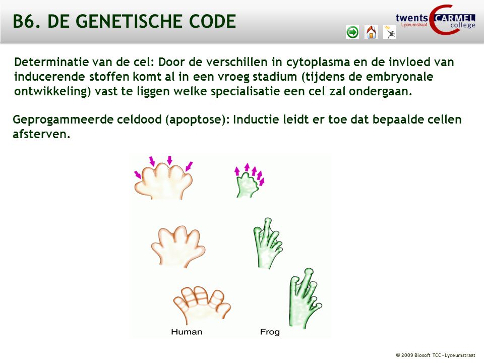 B6. DE GENETISCHE CODE Determinatie van de cel: Door de verschillen in cytoplasma en de invloed van.