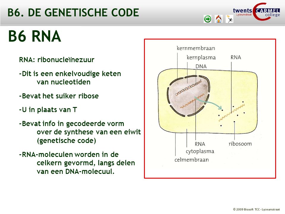 B6 RNA B6. DE GENETISCHE CODE RNA: ribonucleïnezuur