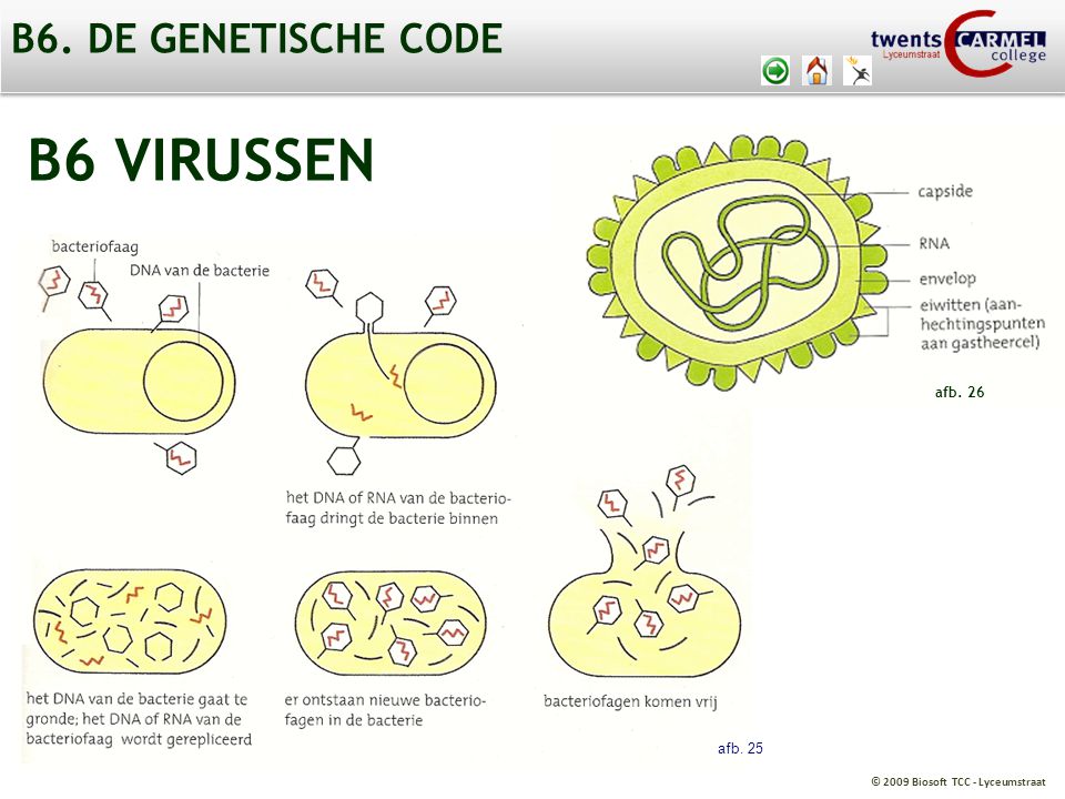 B6. DE GENETISCHE CODE B6 VIRUSSEN afb. 26 afb. 25