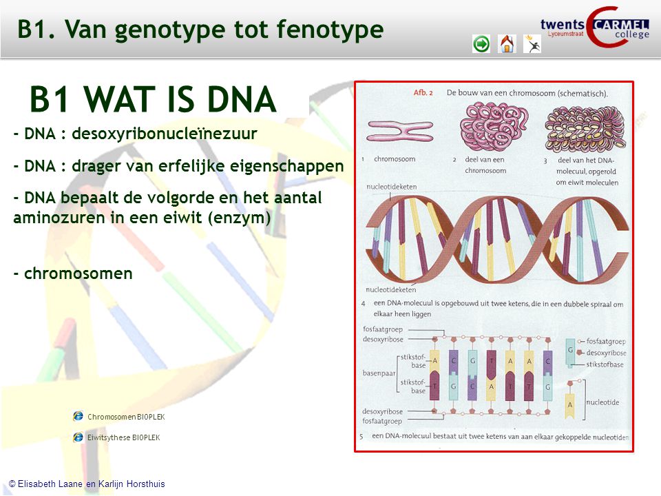 B1. Van genotype tot fenotype