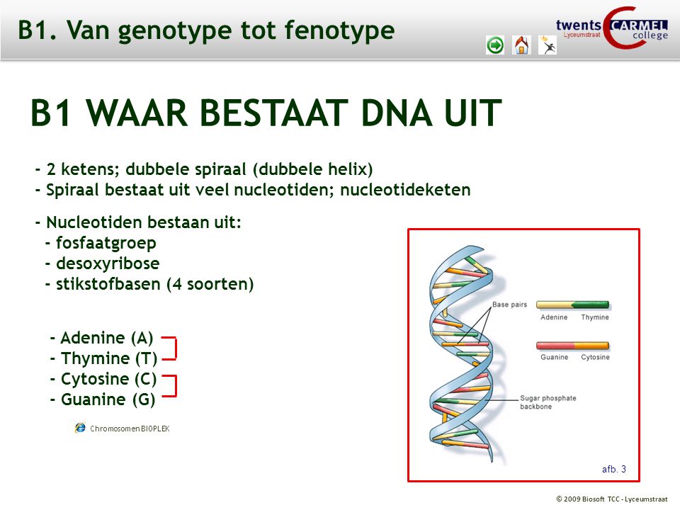 B1. Van genotype tot fenotype