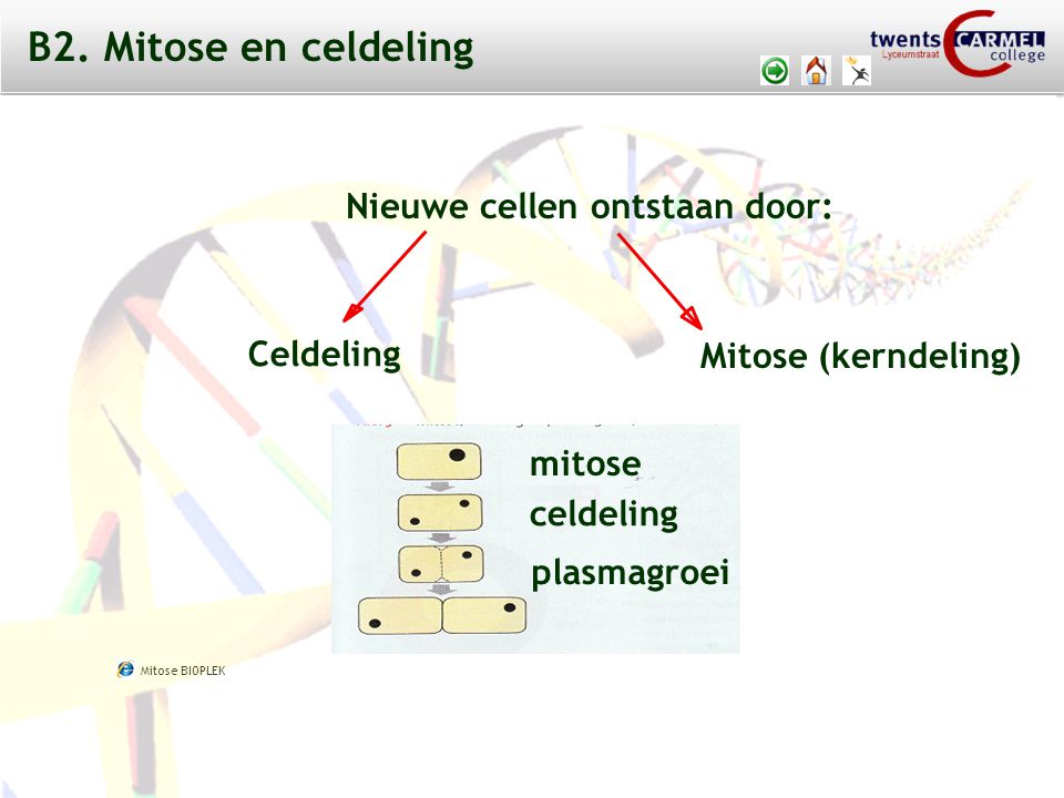 B2. Mitose en celdeling Nieuwe cellen ontstaan door: Celdeling
