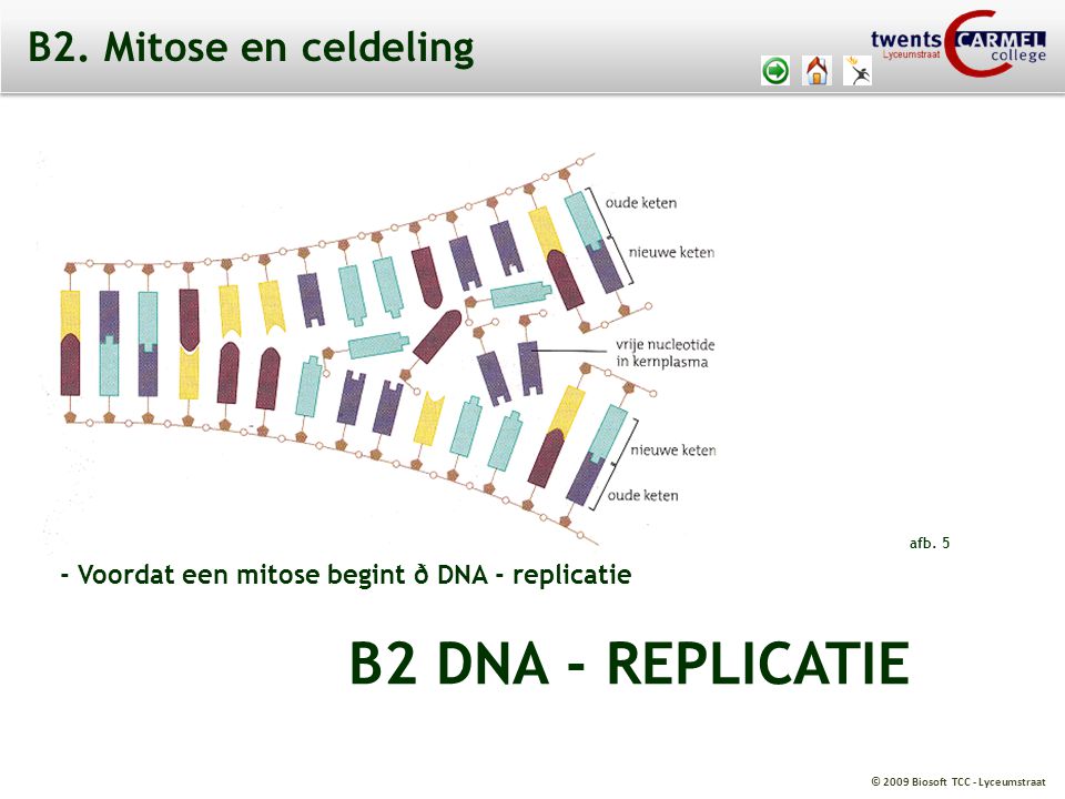 B2 DNA - REPLICATIE B2. Mitose en celdeling