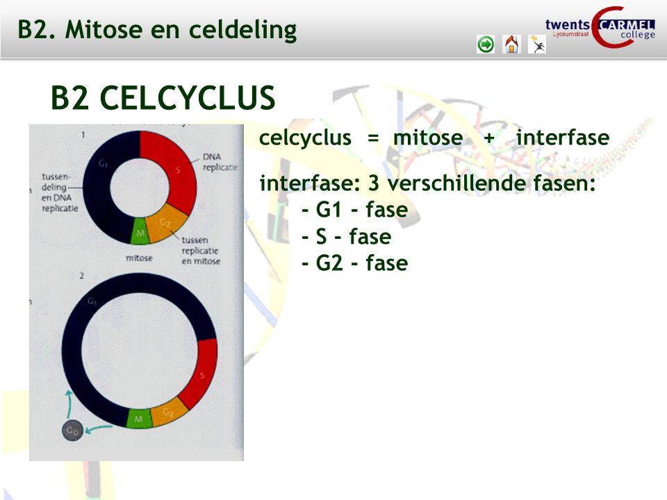 B2 CELCYCLUS B2. Mitose en celdeling celcyclus = mitose + interfase