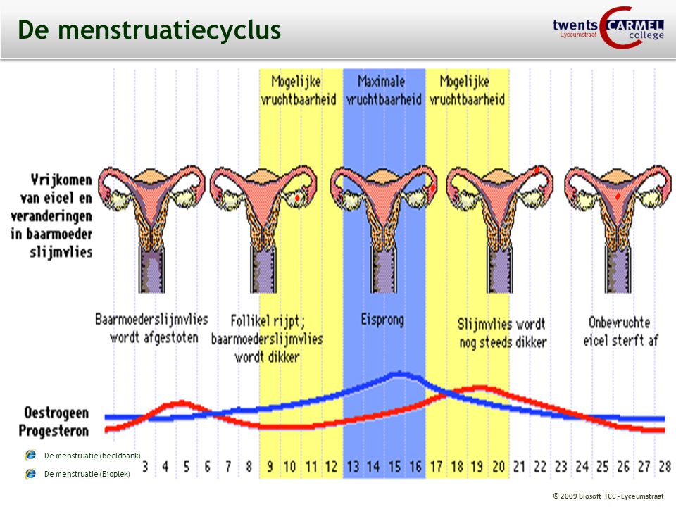 De menstruatiecyclus De menstruatie (beeldbank)