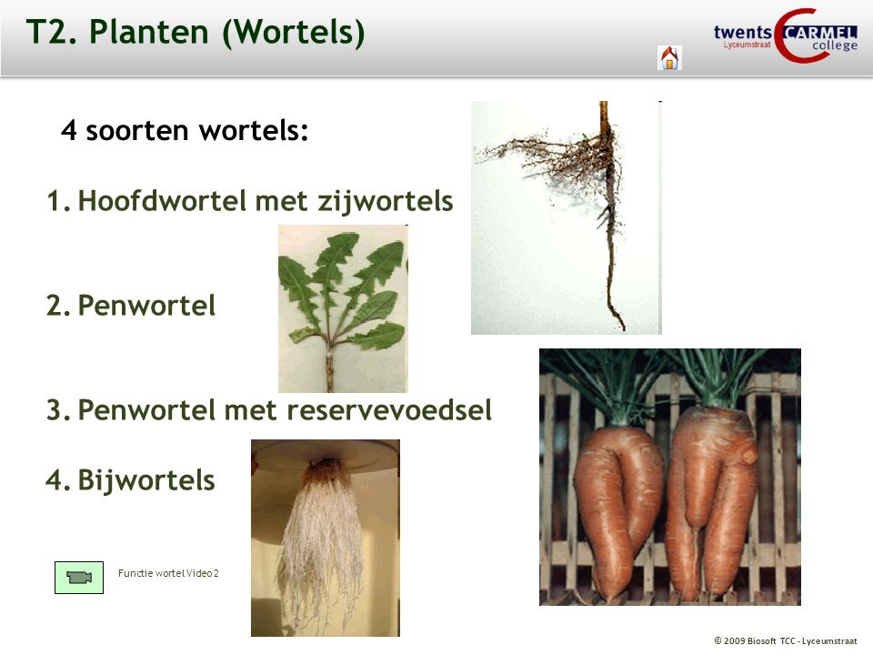 T2. Planten (Wortels) 4 soorten wortels: Hoofdwortel met zijwortels