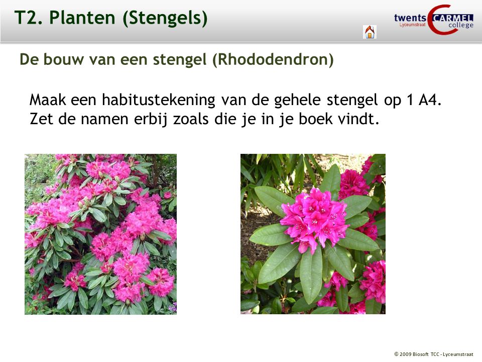 T2. Planten (Stengels) De bouw van een stengel (Rhododendron)