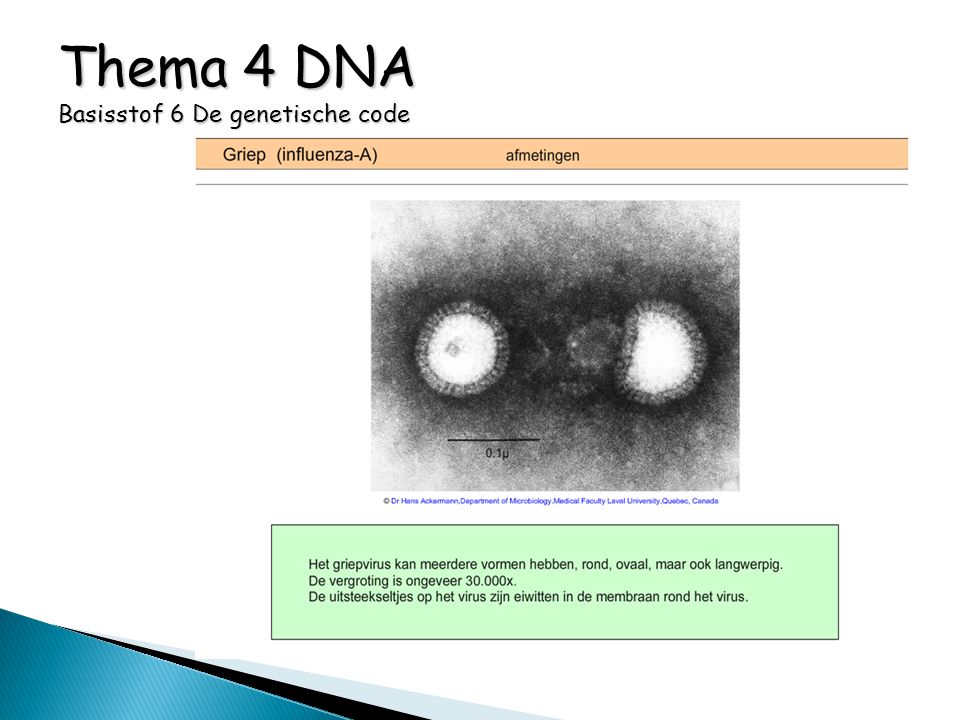 Thema 4 DNA Basisstof 6 De genetische code