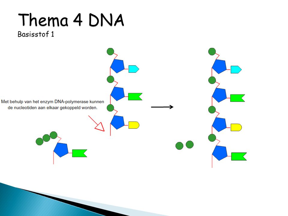 Thema 4 DNA Basisstof 1