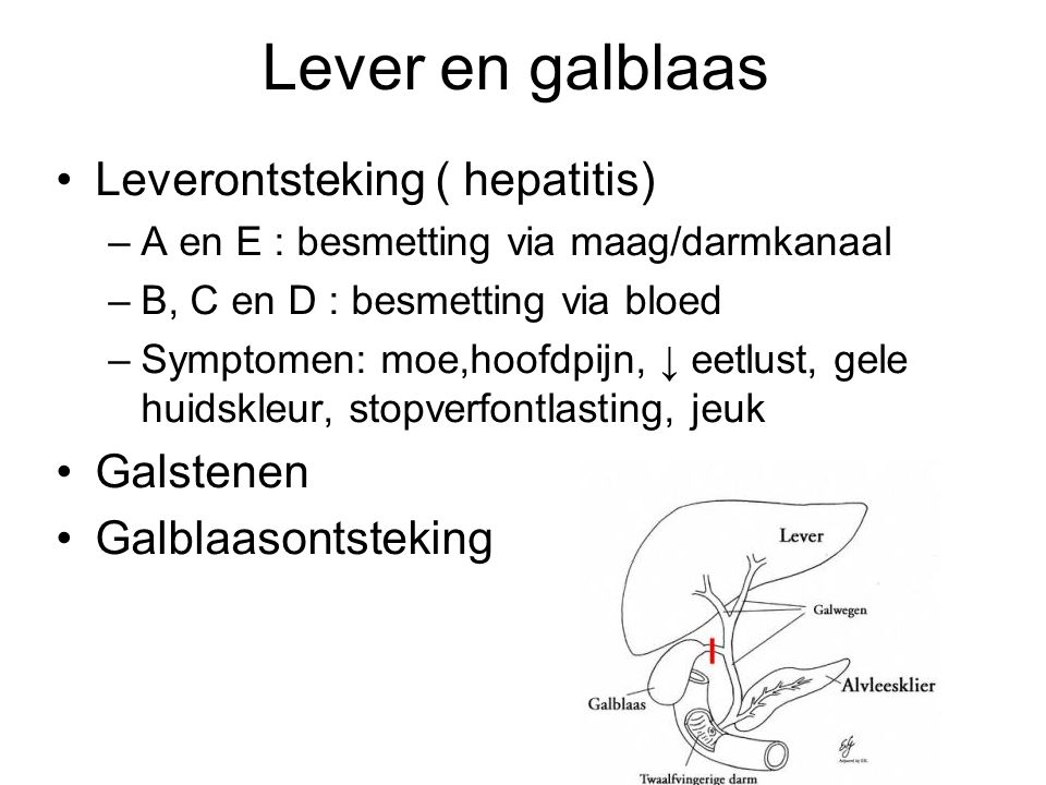 Lever en galblaas Leverontsteking ( hepatitis) Galstenen
