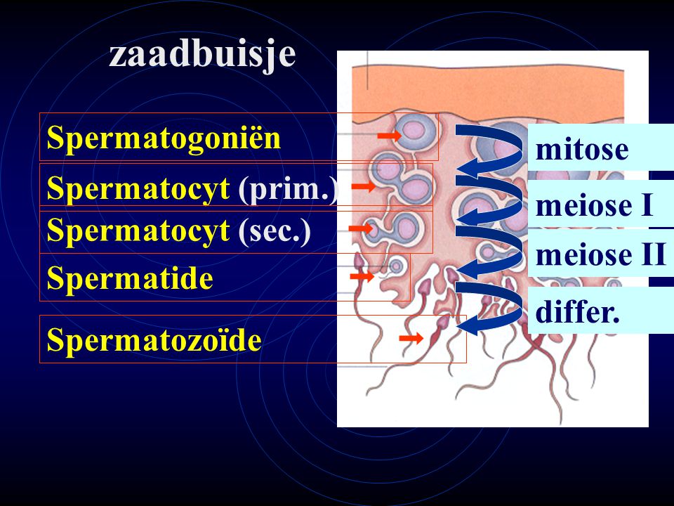 zaadbuisje Spermatogoniën  mitose Spermatocyt (prim.)  meiose I