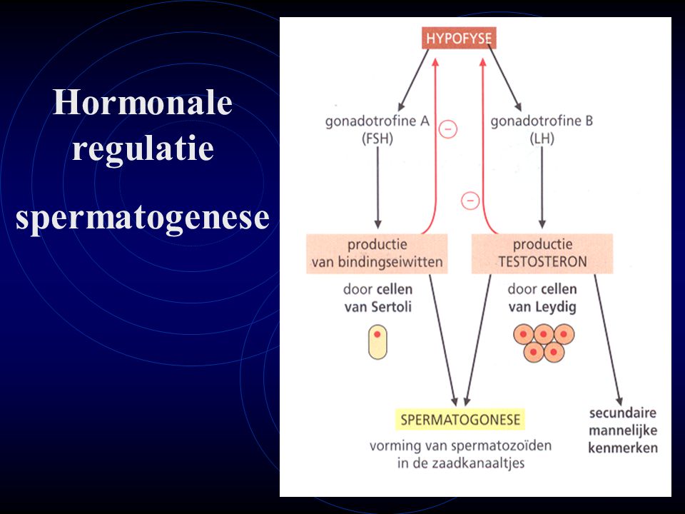 Hormonale regulatie spermatogenese