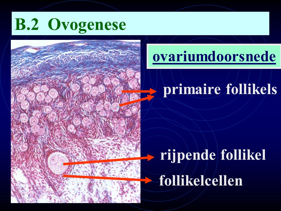 B.2 Ovogenese ovariumdoorsnede primaire follikels rijpende follikel