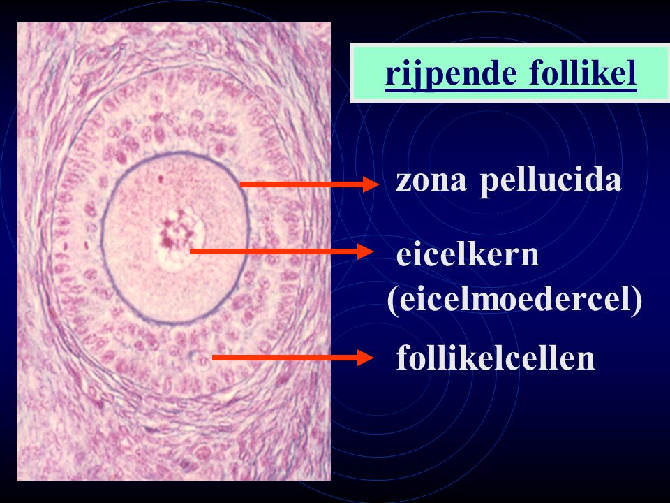 rijpende follikel zona pellucida eicelkern (eicelmoedercel) follikelcellen