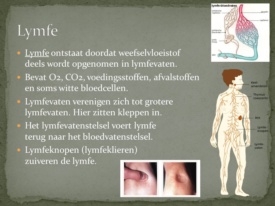 Lymfe Lymfe ontstaat doordat weefselvloeistof deels wordt opgenomen in lymfevaten.