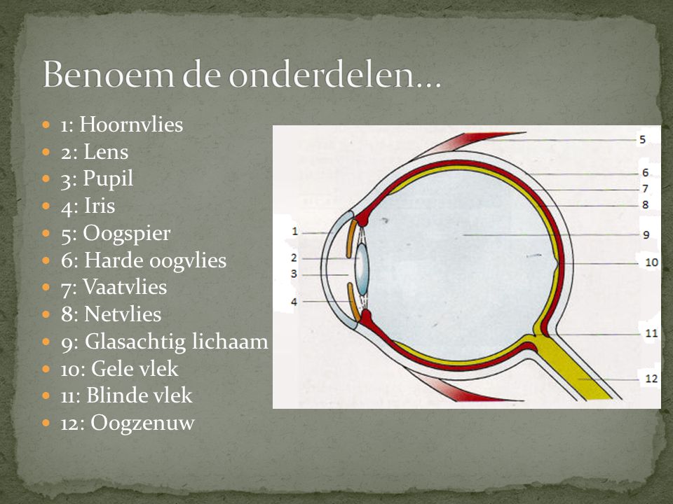 Benoem de onderdelen… 1: Hoornvlies 2: Lens 3: Pupil 4: Iris
