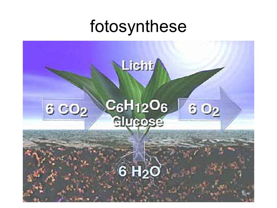 fotosynthese