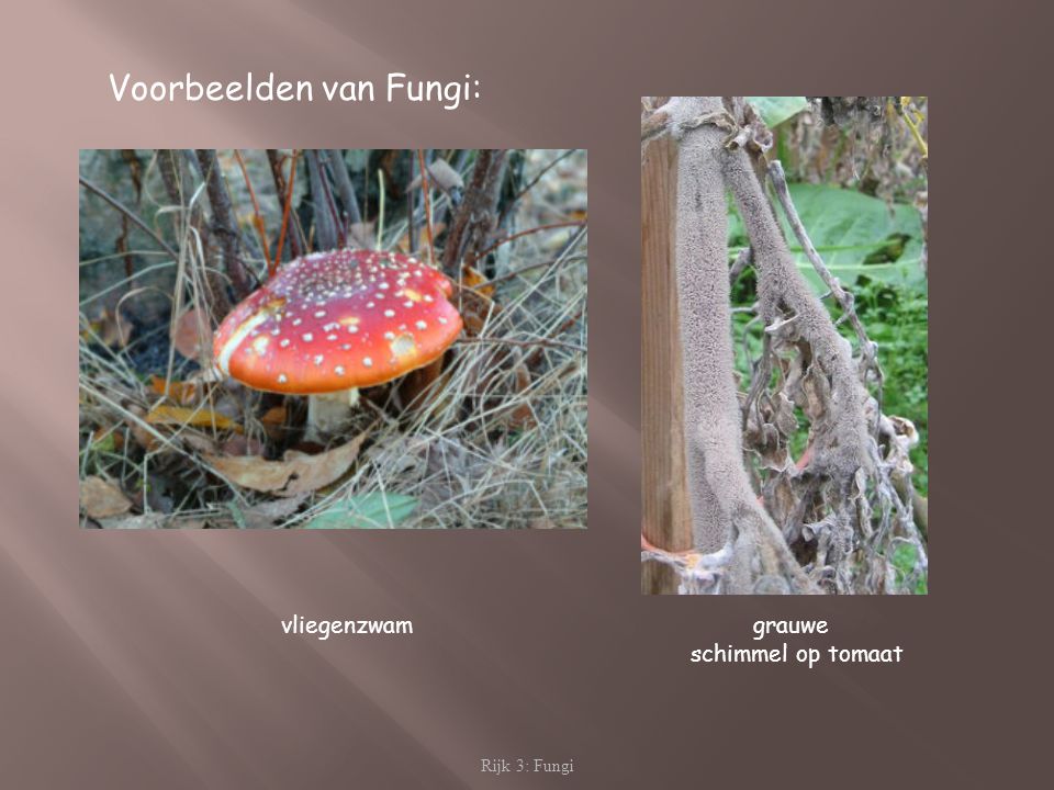 Voorbeelden van Fungi:
