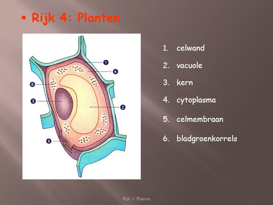 Rijk 4: Planten celwand vacuole kern cytoplasma celmembraan