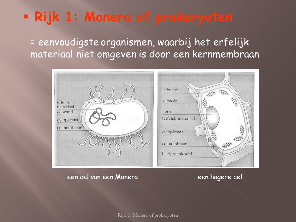 Rijk 1: Monera of prokaryoten