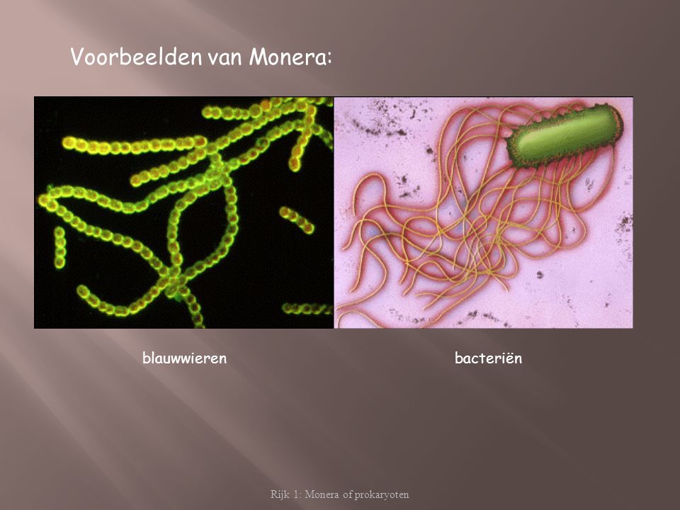 Rijk 1: Monera of prokaryoten