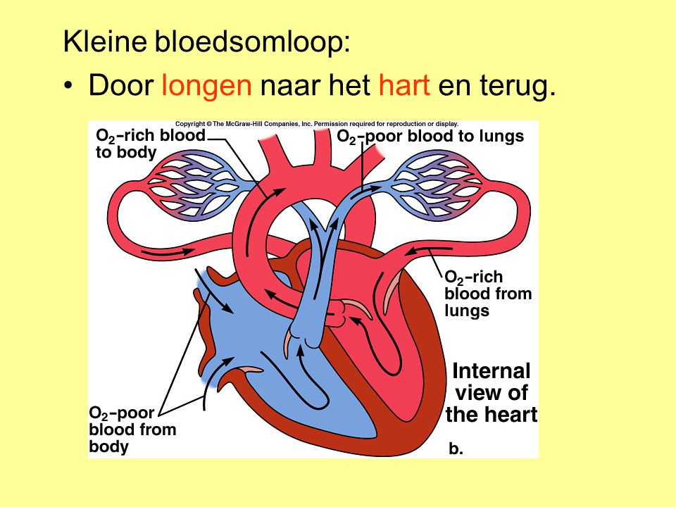 Kleine bloedsomloop: Door longen naar het hart en terug.