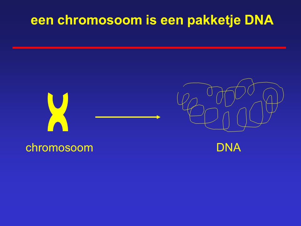 een chromosoom is een pakketje DNA