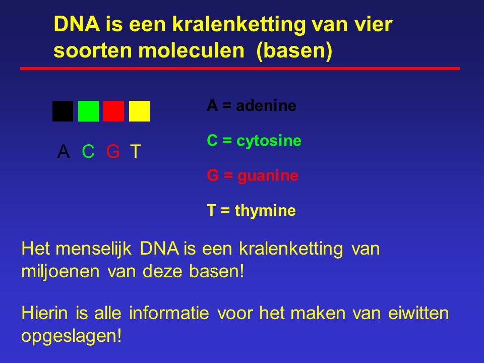 DNA is een kralenketting van vier soorten moleculen (basen)
