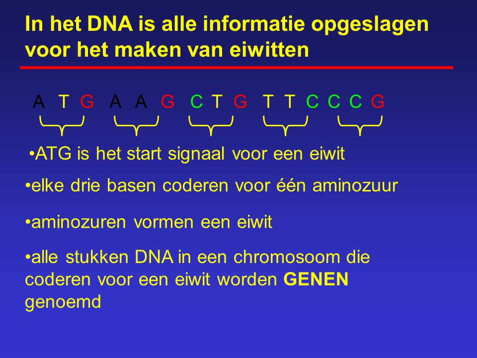 In het DNA is alle informatie opgeslagen voor het maken van eiwitten