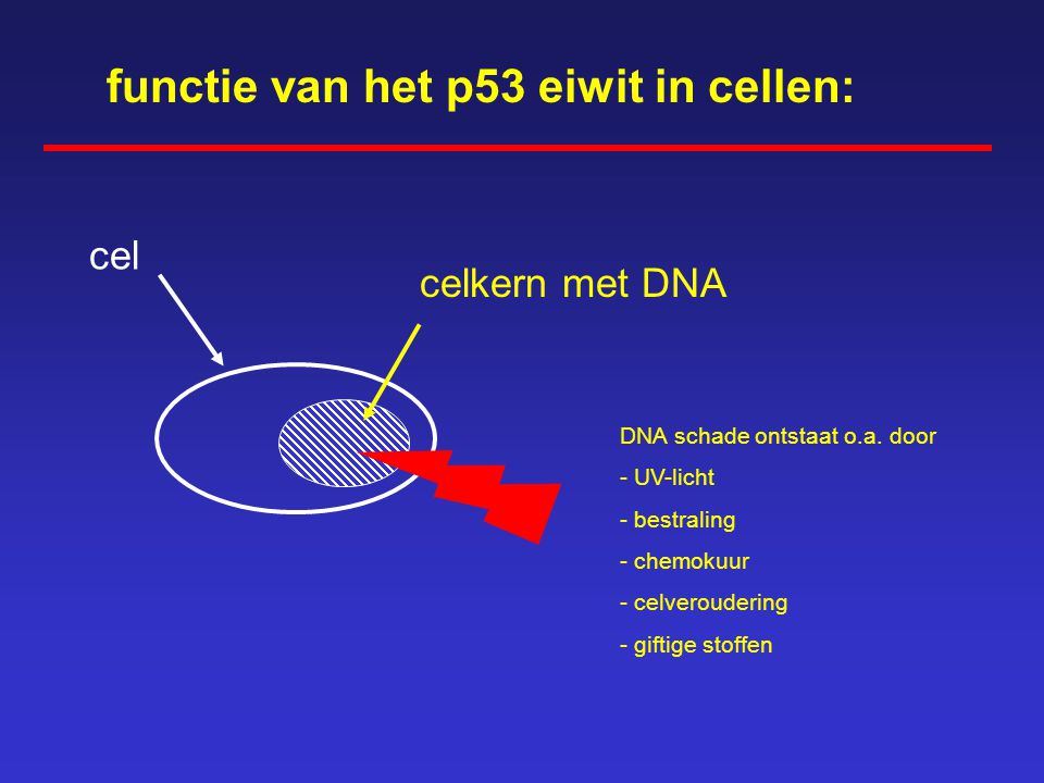 functie van het p53 eiwit in cellen: