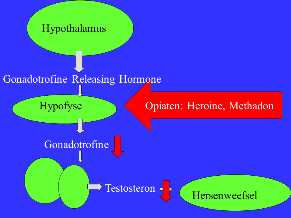 Opiaten: Heroine, Methadon