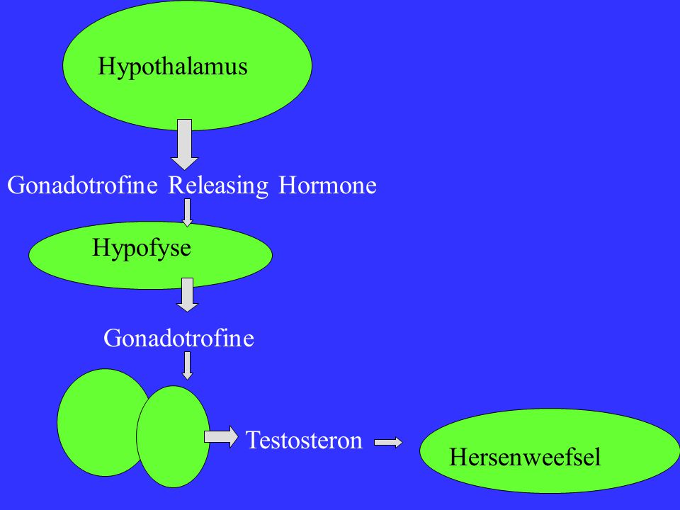 Hypothalamus Gonadotrofine Releasing Hormone Hypofyse Gonadotrofine Testosteron Hersenweefsel