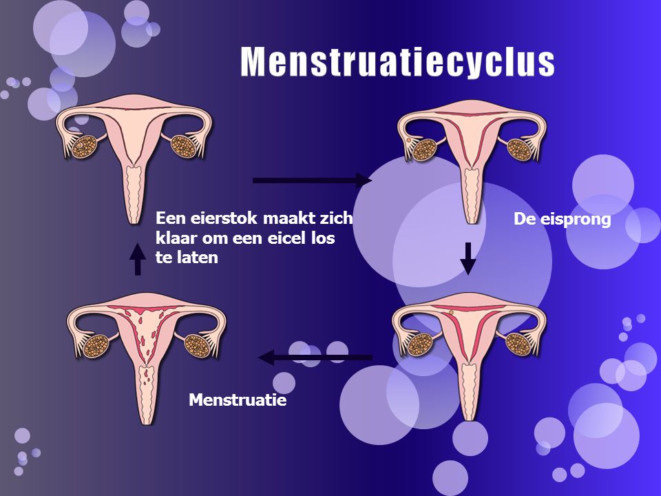 Menstruatiecyclus Een eierstok maakt zich klaar om een eicel los te laten. De eisprong. Menstruatiecyclus: