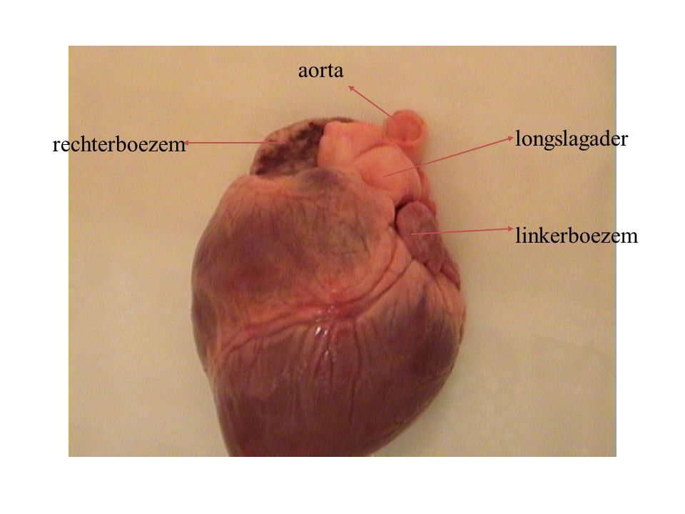 aorta longslagader rechterboezem linkerboezem