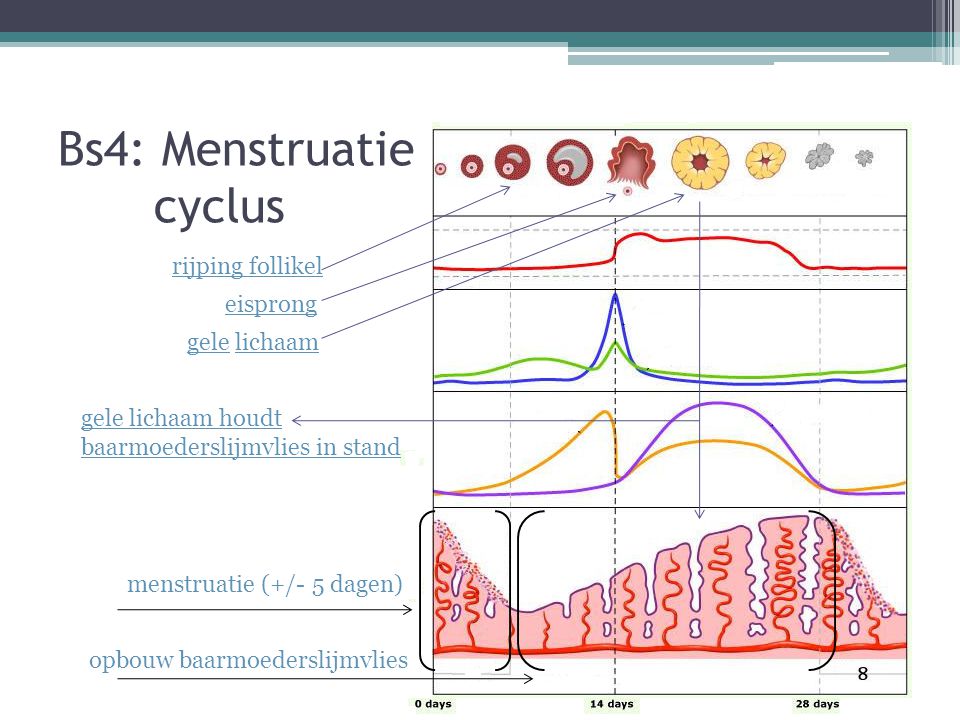 Bs4: Menstruatie cyclus