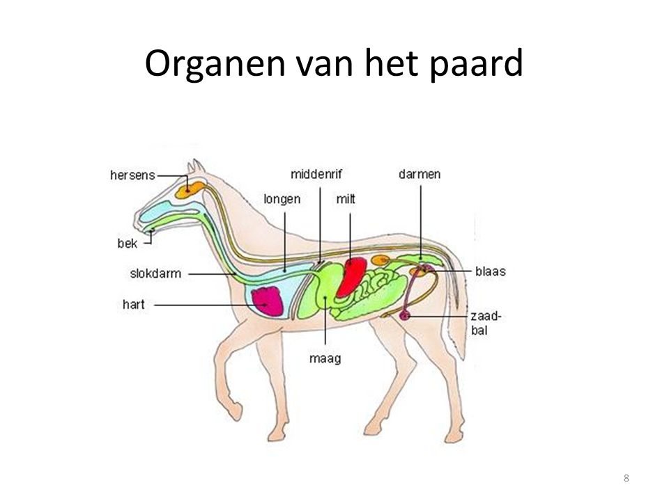 Organen van het paard