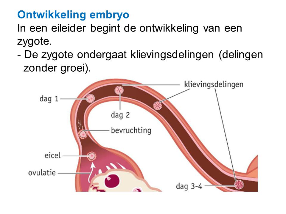 Ontwikkeling embryo In een eileider begint de ontwikkeling van een zygote.