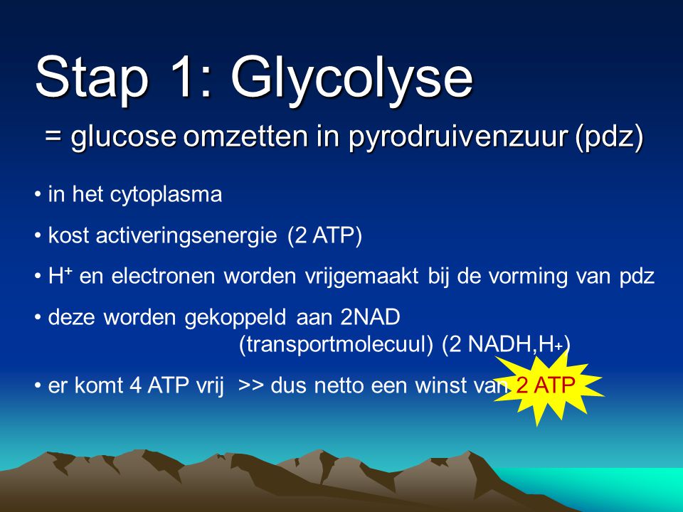 Stap 1: Glycolyse = glucose omzetten in pyrodruivenzuur (pdz)