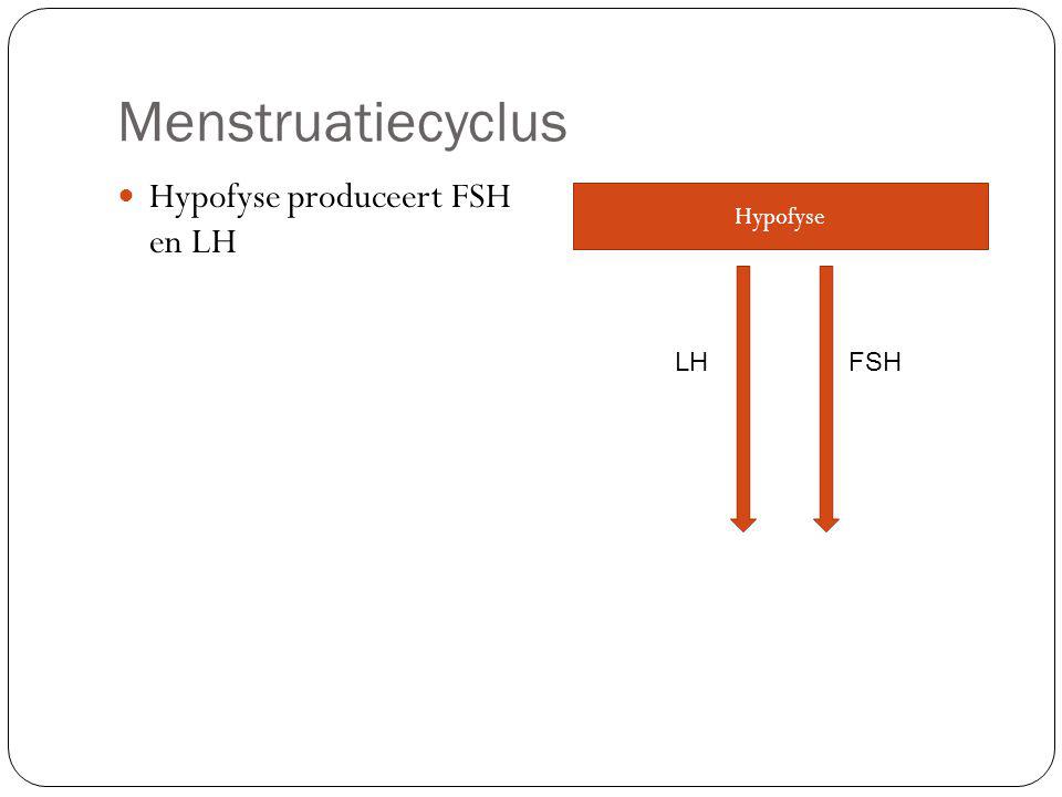 Menstruatiecyclus Hypofyse produceert FSH en LH Hypofyse LH FSH
