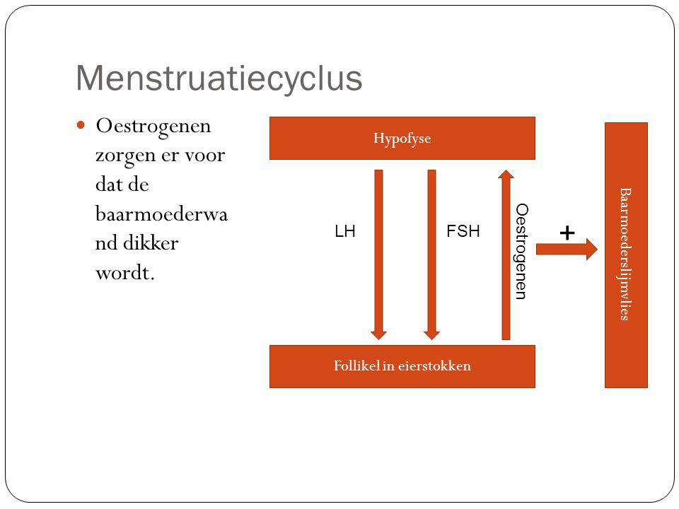 Menstruatiecyclus Oestrogenen zorgen er voor dat de baarmoederwa nd dikker wordt. Hypofyse. +
