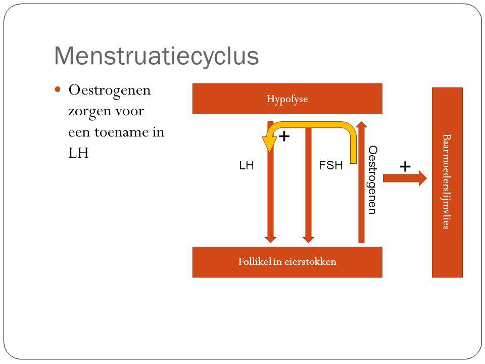 Menstruatiecyclus + + Oestrogenen zorgen voor een toename in LH