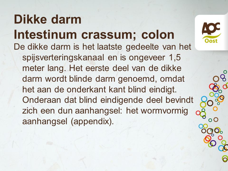 Dikke darm Intestinum crassum; colon