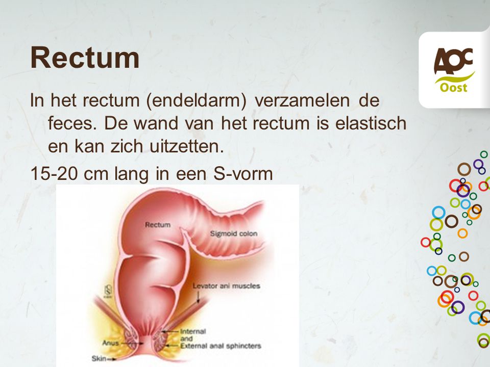 Rectum In het rectum (endeldarm) verzamelen de feces.