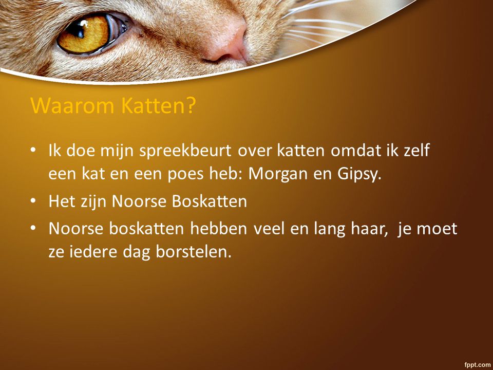 Waarom Katten Ik doe mijn spreekbeurt over katten omdat ik zelf een kat en een poes heb: Morgan en Gipsy.