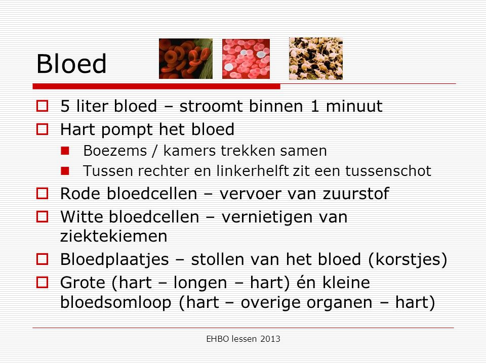 Bloed 5 liter bloed – stroomt binnen 1 minuut Hart pompt het bloed