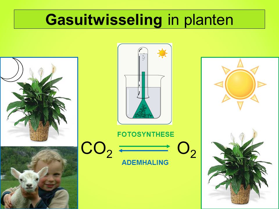 Gasuitwisseling in planten